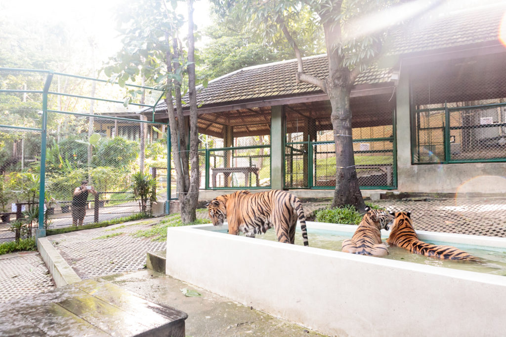 Tiger Kingdom in Chiang Mai Thailand