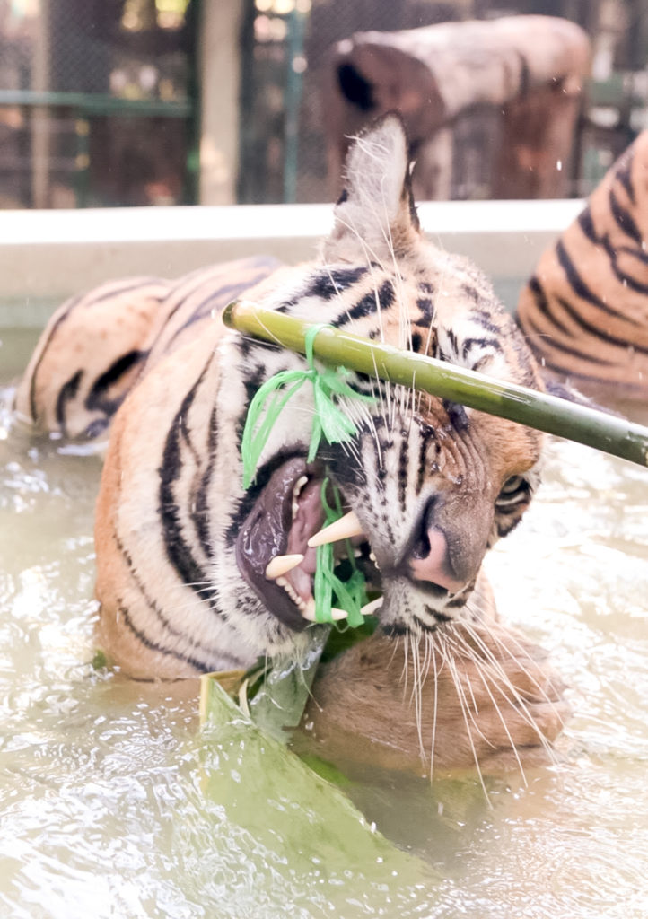 Tiger Kingdom in Chiang Mai Thailand