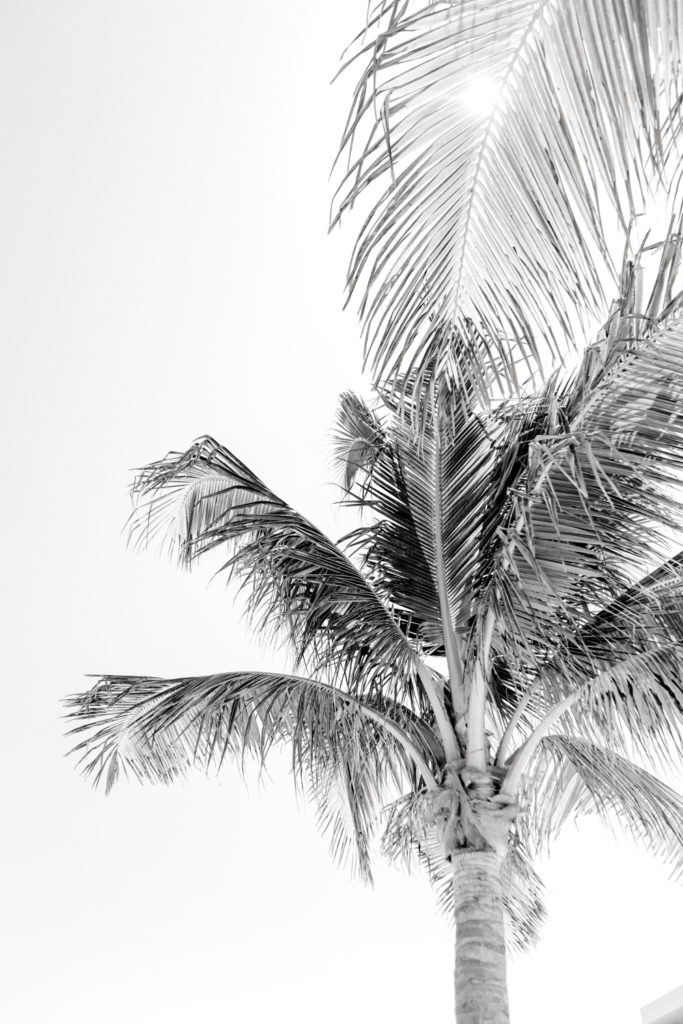 Breathless Riviera Mexico palm tree